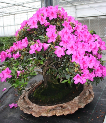 Azalea Bonsai